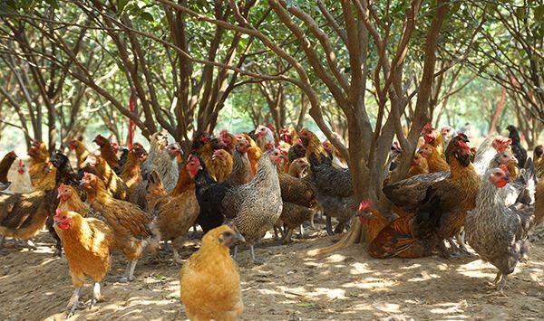 这四种方法防范动物偷盗土鸡