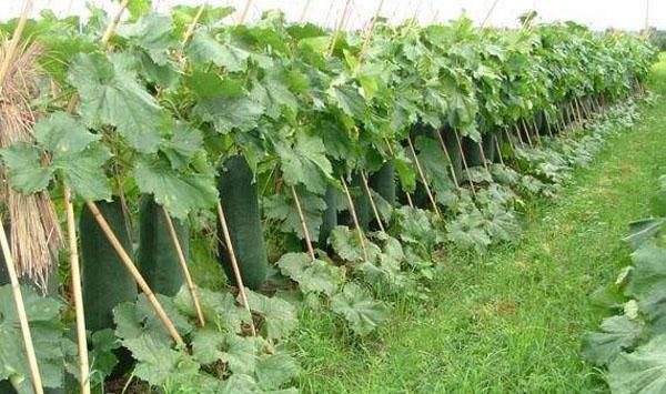 冬瓜播种时间及栽培要点