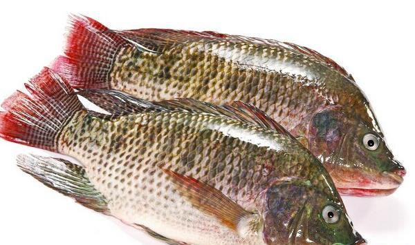 罗非鱼想要安全越冬，就得做好这些防寒保暖工作！