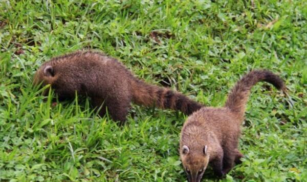 果子狸养殖产业发展中存在的问题及发展建议