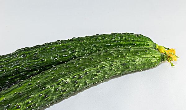 大棚黄瓜栽培技术