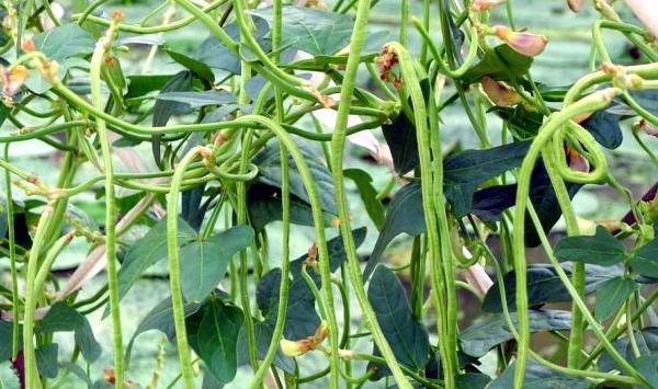 豇豆种植想实现高产？这几点你做到没有？