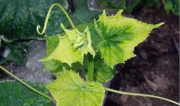 蔬菜黄头预防措施