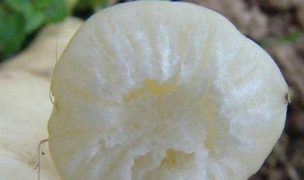 萝卜糠心原因