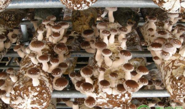 旧菇房减少食用菌发病机率的方法