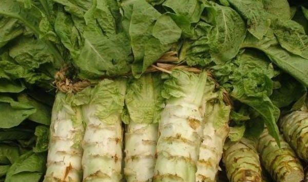 莴笋的播种时间和种植要点