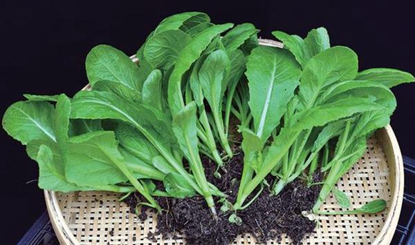 芥菜田间管理及高产栽培技术