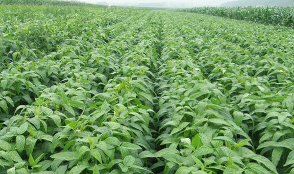 大豆追肥注意事项