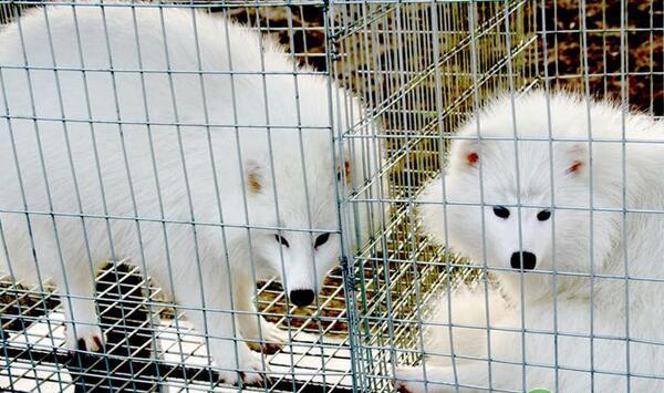 河北省昌黎县毛皮动物冬季免疫注意事项