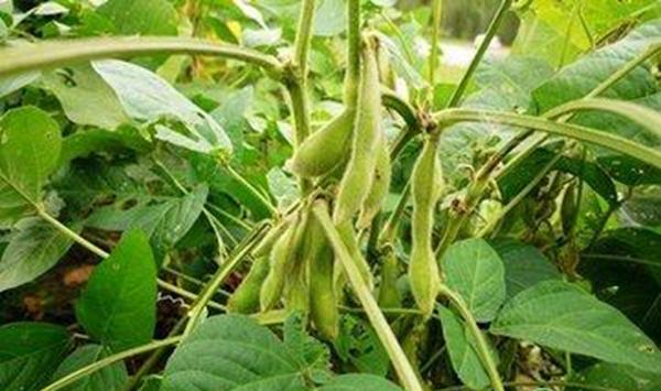 农村毛豆种植技术