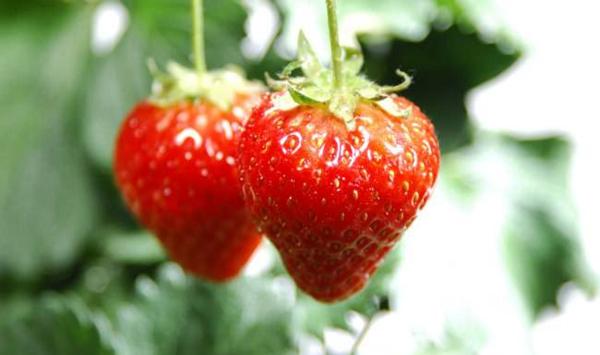 3种草莓果实畸形原因及7点预防对策