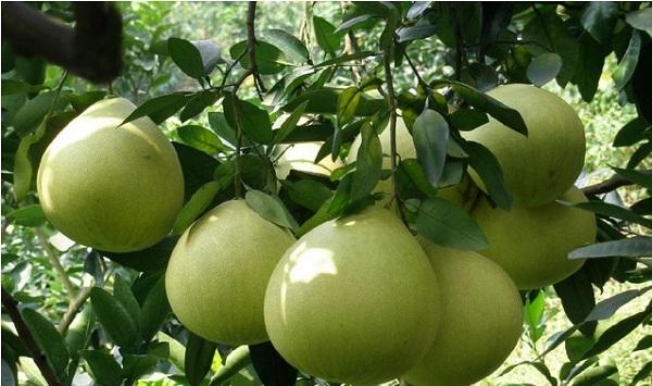 沙田柚的科学套袋管理方法