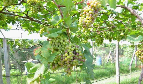 葡萄病虫害防治要点