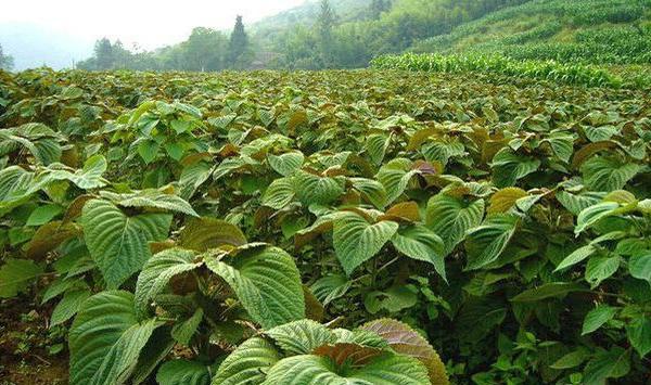 紫苏的生长特性