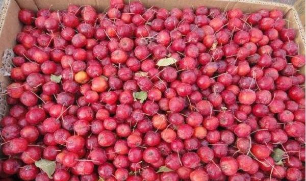 海棠果的种植条件和栽培方法