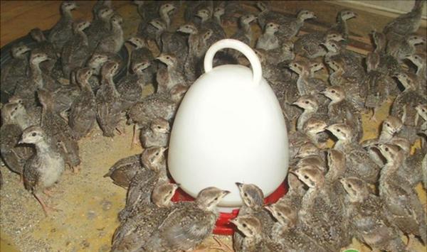 鹌鹑的养殖注意事项