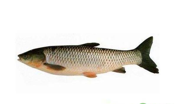 草鱼常规疾病的防治方法