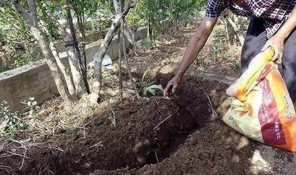 果树肥害防治方法