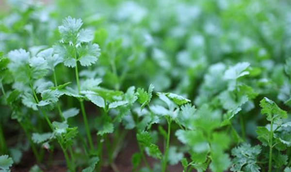 香菜种植为什么要除草，怎样除草更有效