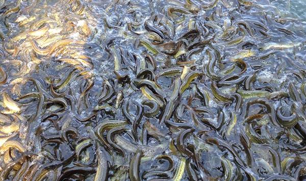 台湾泥鳅人工繁殖的方法