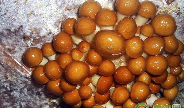 滑菇高产栽培管理方法