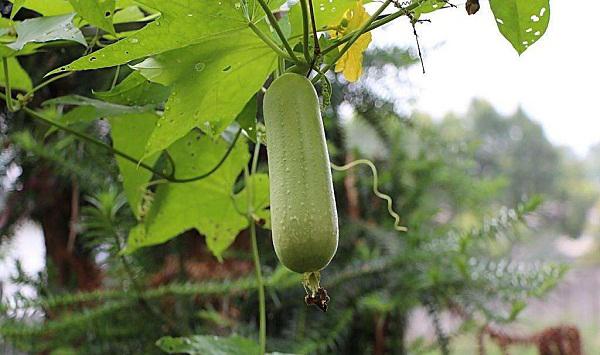 丝瓜种子处理方法及播种育苗