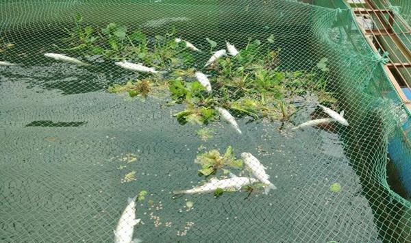 鱼病的预防措施和方法