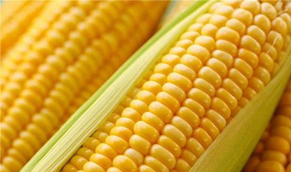 玉米高产施肥技术要点