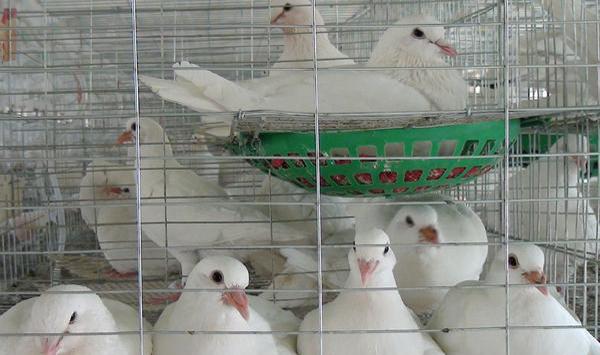 肉鸽传染病预防措施