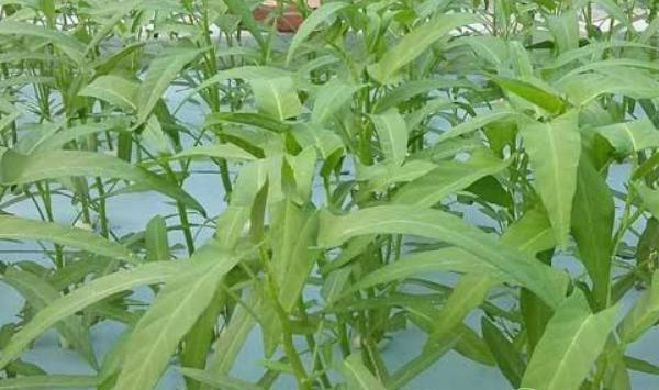 空心菜无土高产栽培技术要点