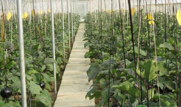 江苏省设施栽培茄子存在的问题及发展对策