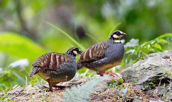 鹌鹑的养殖技术要点