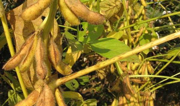 农村黄豆种植方法