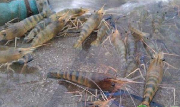 罗氏沼虾池塘养殖经验总结