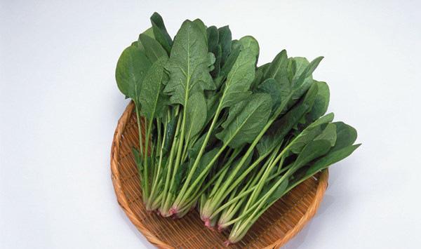 不同季节的菠菜管理