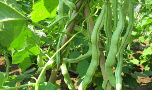 四季豆管理技巧