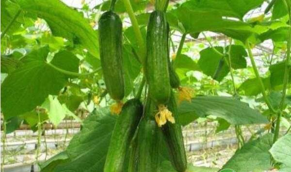 黄瓜醋糟基质防病育苗技术要点