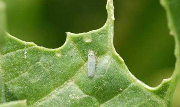 葡萄斑叶蝉危害症状