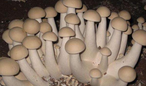 旧菇房减少食用菌发病机率的方法