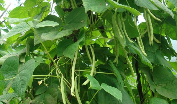 四季豆栽培技术
