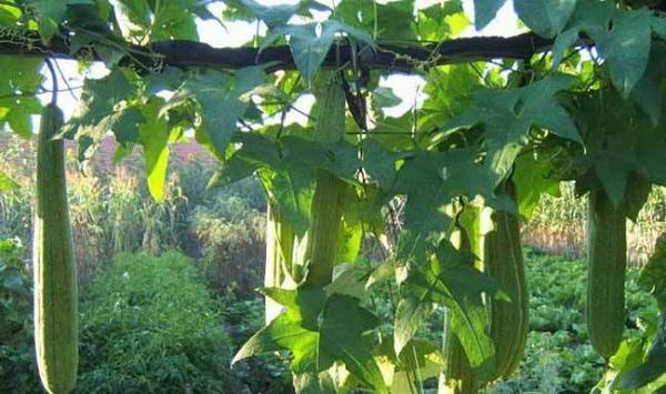 丝瓜种子处理方法及播种育苗