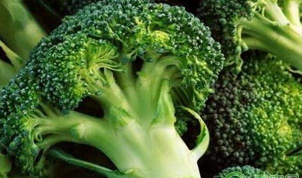 花椰菜采收方法及采收后处理