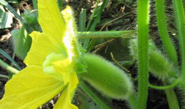 冬瓜播种时间及栽培要点