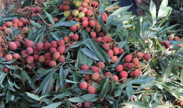 荔枝的虫害预防管理