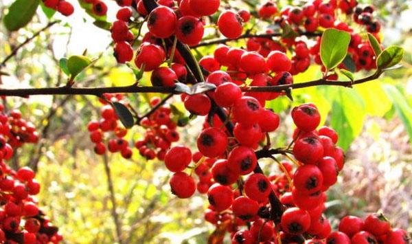 山里红种子采收、整地播种、病虫害防治等技术要点