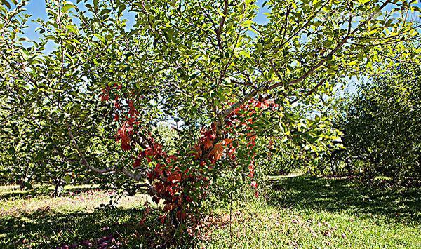 苹果树幼树期修剪