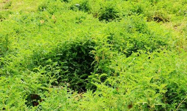 黄芪根腐病防治措施