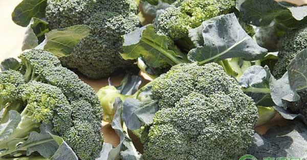 西兰花种植时间和种植方法