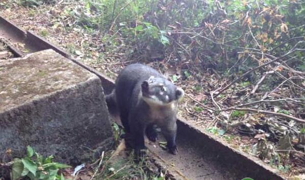 果子狸养殖产业发展中存在的问题及发展建议