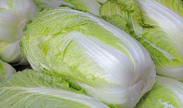 大白菜栽培要点